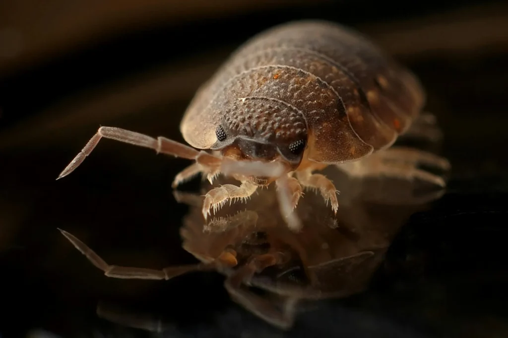 Bed-Bug-Treatment - Haddonfield Pest Control Pros | Haddonfield, NJ | 856-865-5669